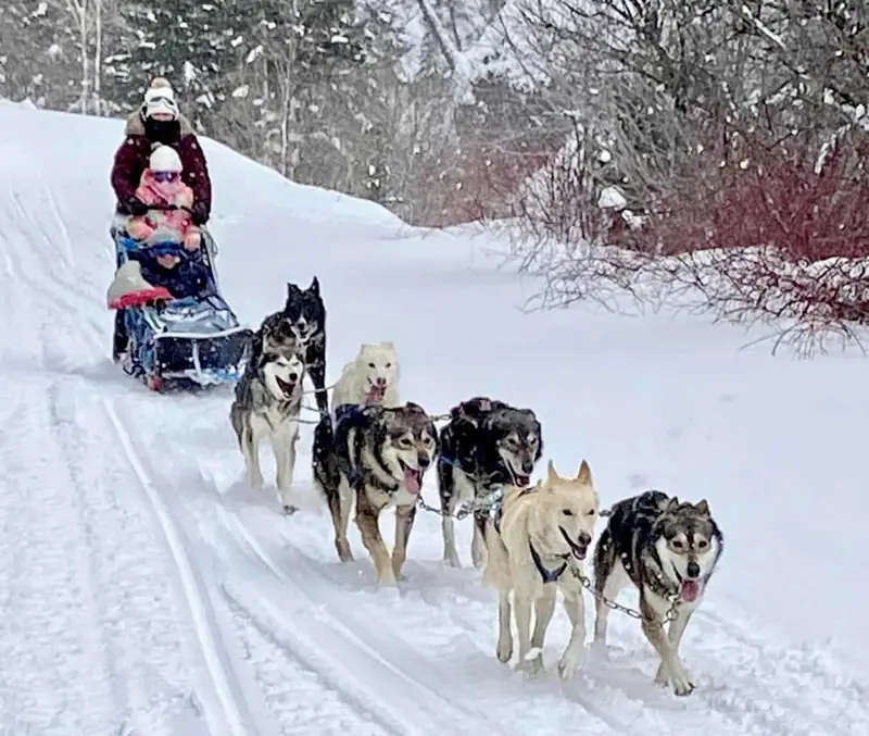 Sled dogs pulling a snowy sled